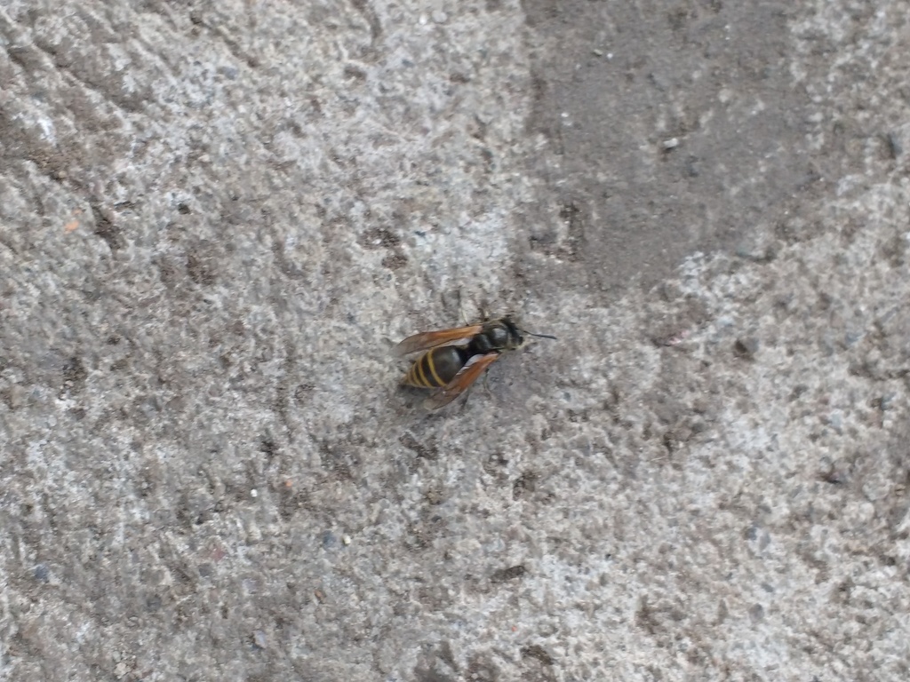 Brachygastra lecheguana from Olavarría, Provincia de Buenos Aires