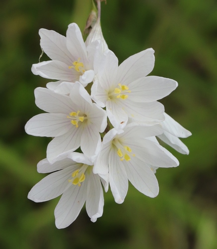 How to identify Ixia orientalis L.Bolus