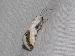 Acontia