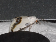 Acontia