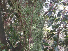 Lemmaphyllum microphyllum