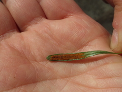 Lemmaphyllum microphyllum