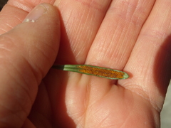 Lemmaphyllum microphyllum