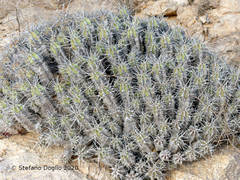 Euphorbia officinarum echinus