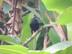 Psarocolius guatimozinus