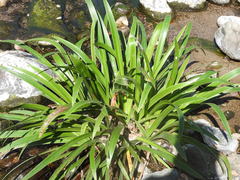 Hymenocallis littoralis