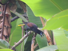 Psarocolius guatimozinus