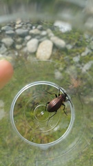 Carabus sylvestris