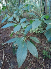 Blepharidium guatemalense