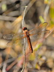 Perithemis domitia
