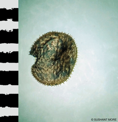 Dicliptera paniculata