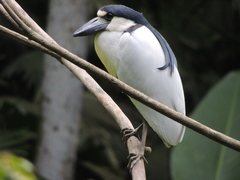 Cochlearius cochlearius