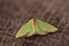 Synchlora cupedinaria