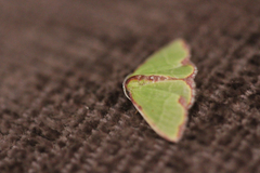 Synchlora cupedinaria