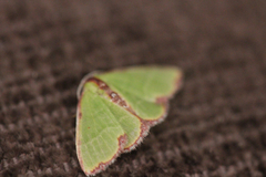 Synchlora cupedinaria