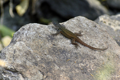 Sceloporus gadoviae
