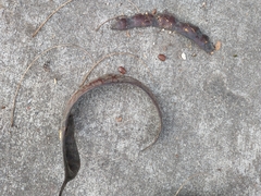 Gleditsia triacanthos