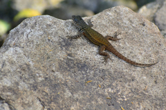 Sceloporus gadoviae