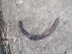 Gleditsia triacanthos