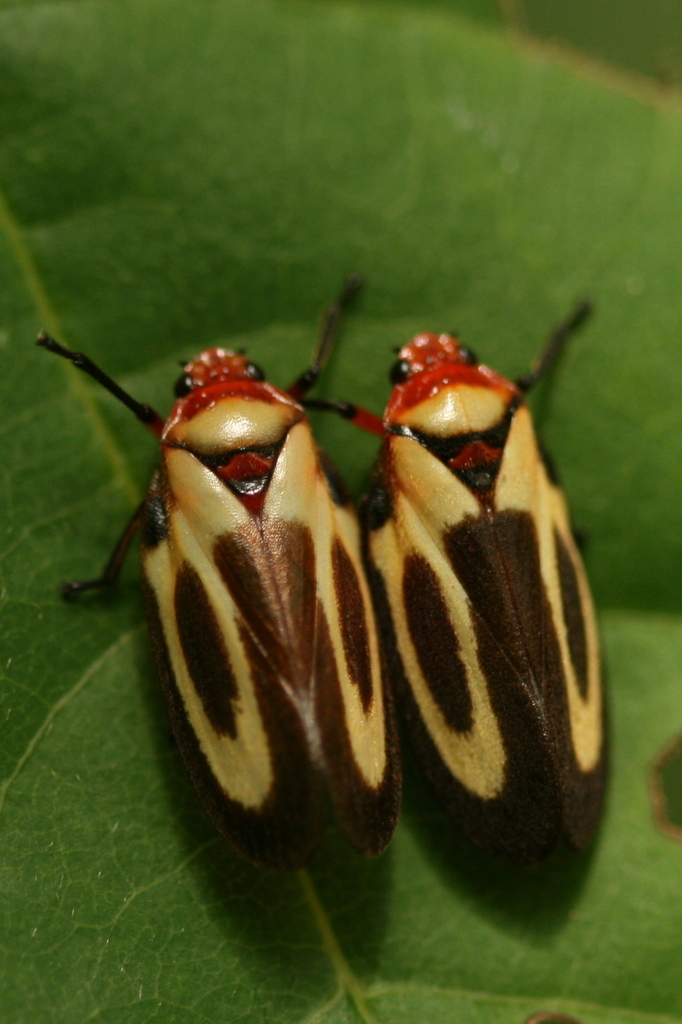 Ocoaxo cardonai