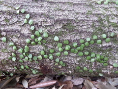 Lemmaphyllum microphyllum