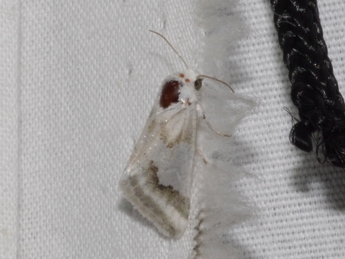 Hulst's Flower Moth photo 3