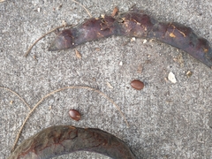 Gleditsia triacanthos