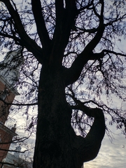 Gleditsia triacanthos