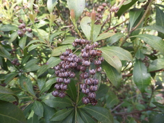 Pieris japonica