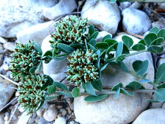 Telephium imperati imperati