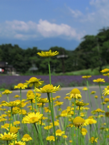 Geltonasis bobramunis nuotrauka