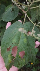 Heliocarpus