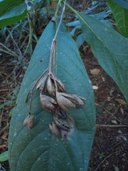 Blepharidium guatemalense