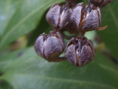 Pieris japonica