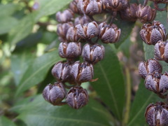 Pieris japonica