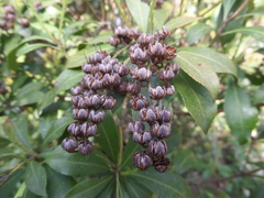 Pieris japonica