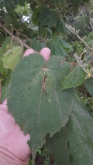 Heliocarpus