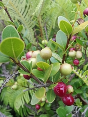 Syzygium grijsii