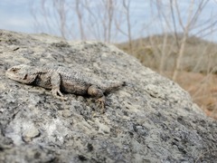 Sceloporus undulatus