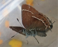 Callophrys johnsoni