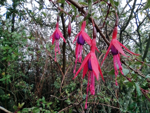 Fuchsia magellanica