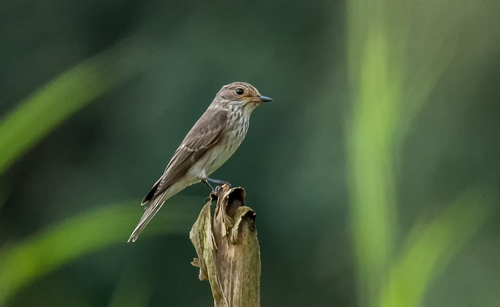 Spotted Flycatcher