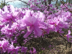 Rhododendron