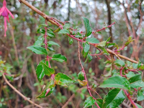 Fuchsia magellanica