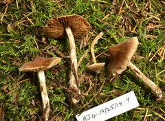 Cortinarius comptulus