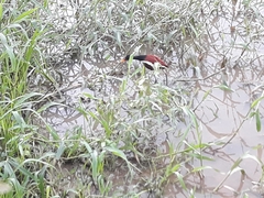 Jacana jacana