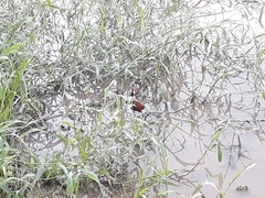 Jacana jacana