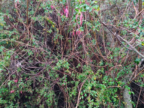 Fuchsia magellanica