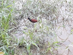 Jacana jacana