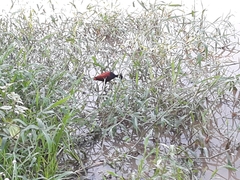 Jacana jacana